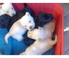 Wheaten and Black Scottish Terrier puppies for sale (KUSA registered)