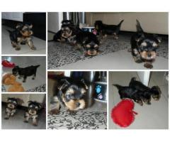 Teacup Yorkie puppies