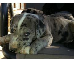 Great Dane Puppies te koop