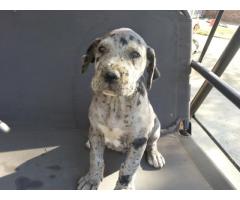 Great Dane Puppies te koop