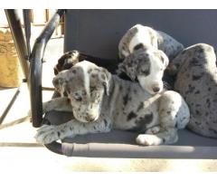 Great Dane Puppies te koop