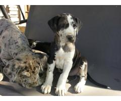 Great Dane Puppies te koop