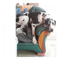 Great Dane Puppies te koop