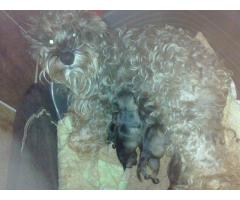 Mini schnauzers puppies for sale