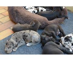 Great Dane puppies for sale - Registered breeder