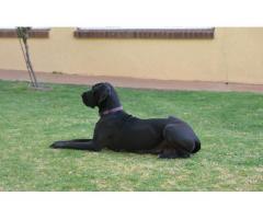 Great Dane puppies for sale - Registered breeder