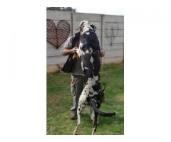 Great Dane puppies for sale - Registered breeder