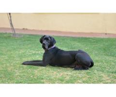 Great Dane puppies for sale - Registered breeder