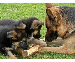 Registered German Shepherd Puppies for sale in South Africa