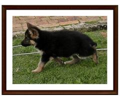 Registered German Shepherd Puppies for sale in South Africa