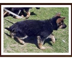 Registered German Shepherd Puppies for sale in South Africa