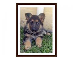 Registered German Shepherd Puppies for sale in South Africa