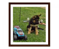 Registered German Shepherd Puppies for sale in South Africa