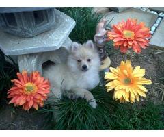 Toy pom Puppies For Sale