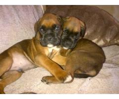 2 Male Boxer pups