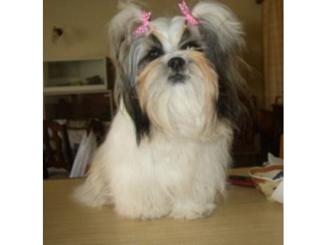 kusa registered shih tzu breeders