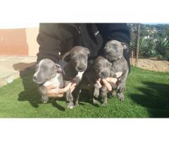 Blue pitbull puppies for sale in Durban (registered)