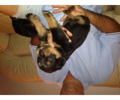 Rottweiler Puppies for sale