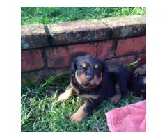 Rottweiler Puppies for sale