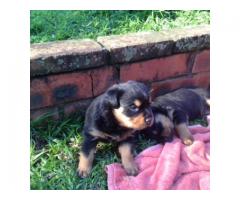 Rottweiler Puppies for sale