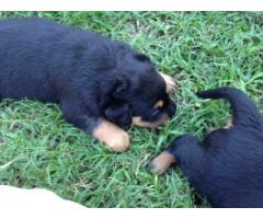 Rottweiler Puppies for sale