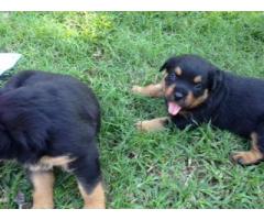 Rottweiler Puppies for sale