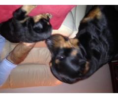 Rottweiler Puppies for sale