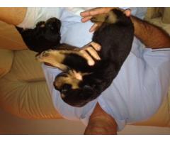 Rottweiler Puppies for sale