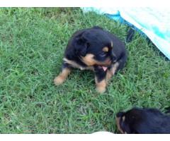 Rottweiler Puppies for sale