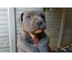 American pit bull terrier (blue) puppies for sale