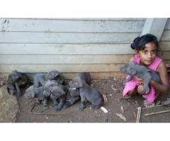American pit bull terrier (blue) puppies for sale