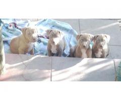 Staffordshire bull terrier puppies for sale NOTE ALL SOLD