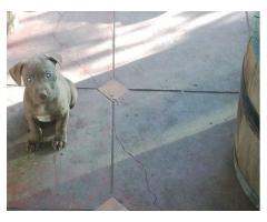 Staffordshire bull terrier puppies for sale NOTE ALL SOLD