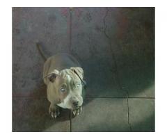 Staffordshire bull terrier puppies for sale NOTE ALL SOLD
