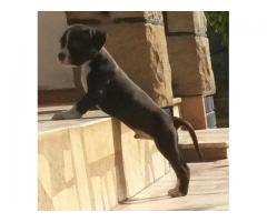 American Staffordshire terrier puppies for sale .