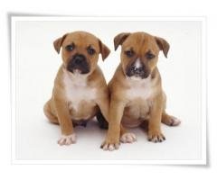 Purebred adorable Staffie puppies for sale