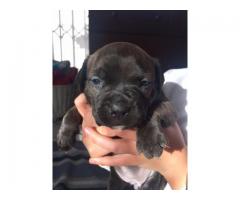 Staffordshire Bull Terrier Puppies for sale