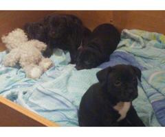 2 Staffie Puppies for sale