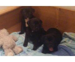 2 Staffie Puppies for sale