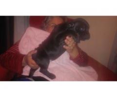 2 Staffie Puppies for sale