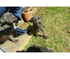 American pitbull terrier puppies for sale x 8