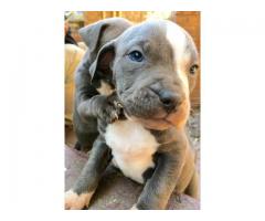 American pitbull terrier puppies for sale x 8