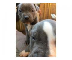 American pitbull terrier puppies for sale x 8