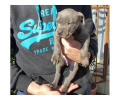 American pitbull terrier puppies for sale x 8