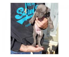 American pitbull terrier puppies for sale x 8