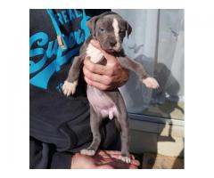 American pitbull terrier puppies for sale x 8