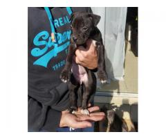American pitbull terrier puppies for sale x 8