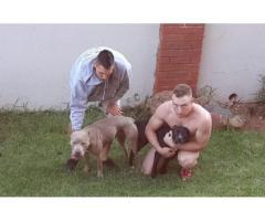 American pitbull terrier puppies for sale x 8