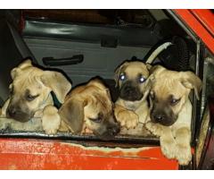 Boerboel puppies for sale in Cape Town