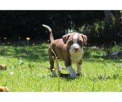 Registered Long Legged Red Nose Pitbull Puppies